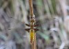 vážka ploská (Vážky), Libellula depressa, Anisoptera (Odonata)